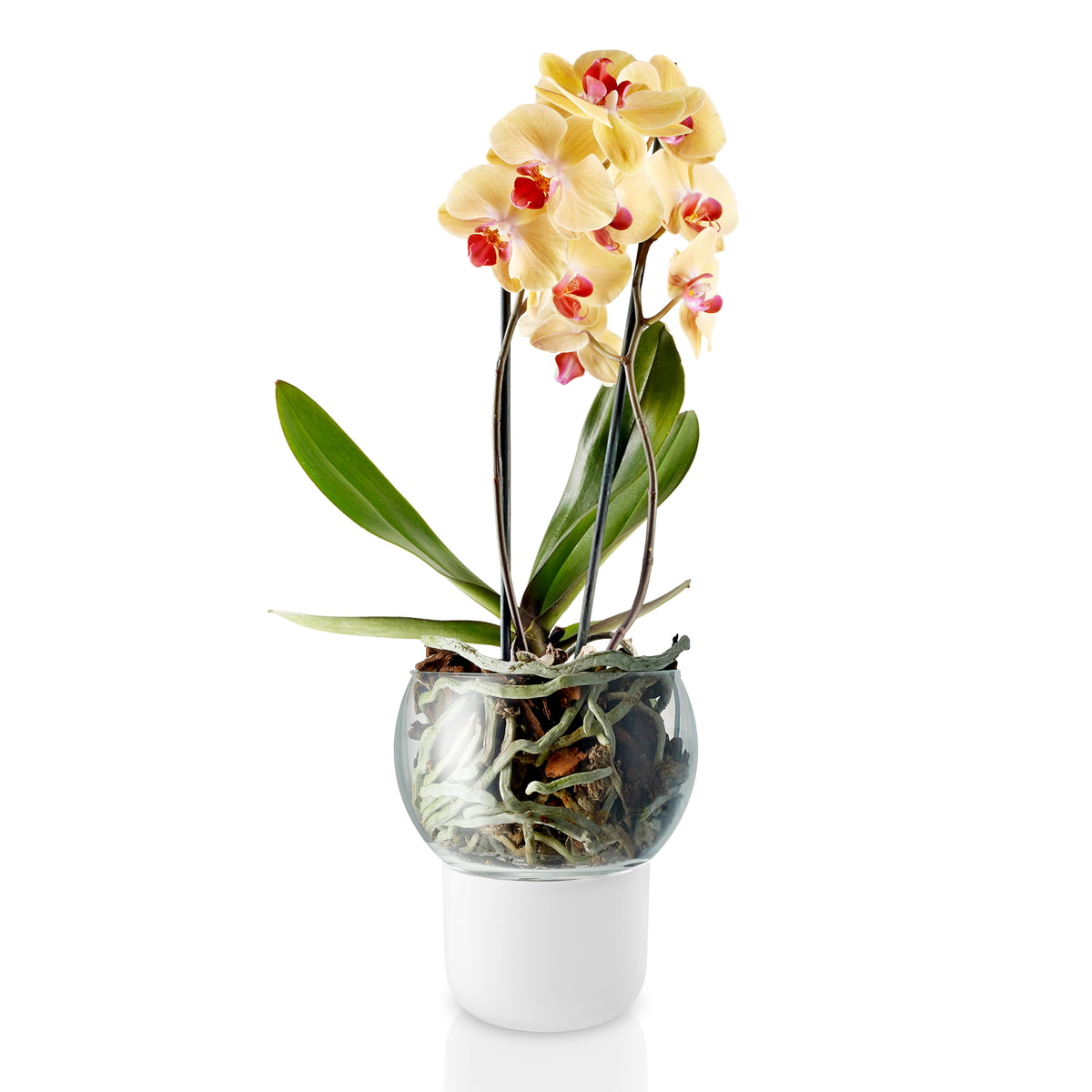 Стеклянные горшки для орхидей. Горшок Орхидея 15х17. Горшок Eva solo для орхидеи с автополивом. Кашпо стеклянный орхид белый.