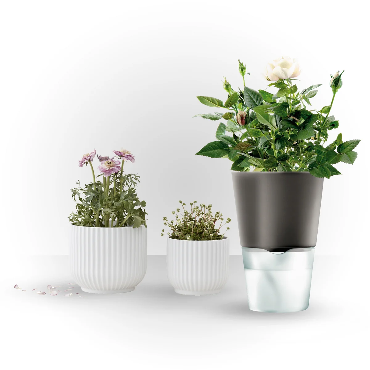 Eva Solo self-watering herb pot provides plants with enough water