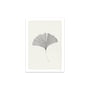 The Poster Club - Ginkgo Leaf by Ana Frois, 30 x 40 cm