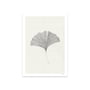 The Poster Club - Ginkgo Leaf by Ana Frois, 50 x 70 cm