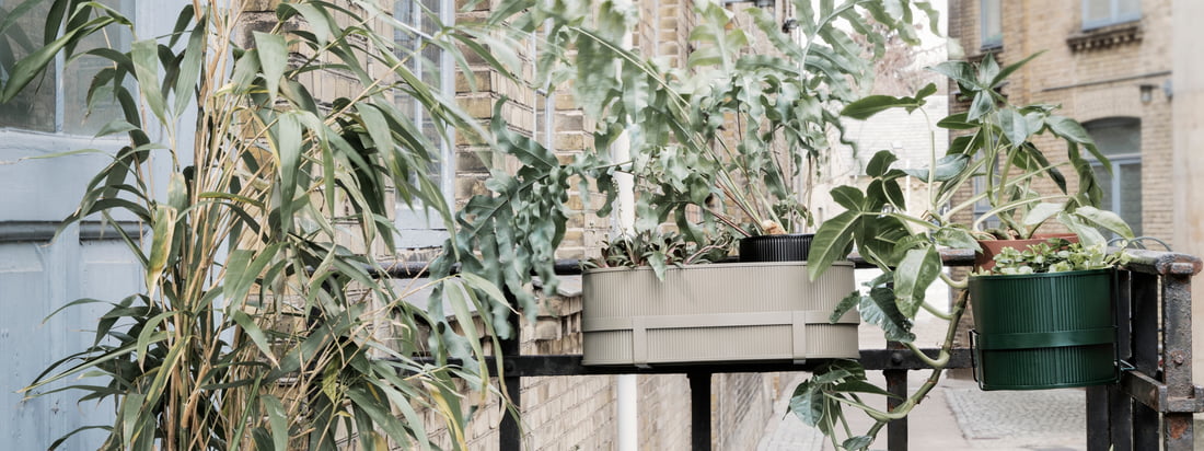 Flashsale: Balkonbepflanzung