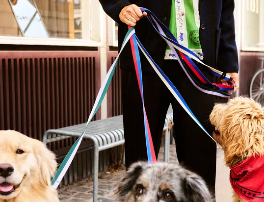 Dogs dog leash from Hay