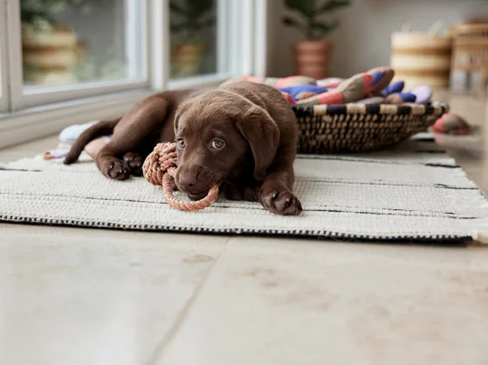 Otto dog rope toy from OYOY ZOO