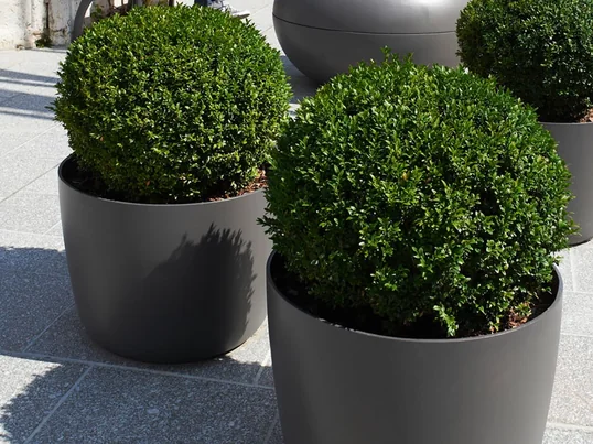 Whether olive trees, box trees or small fir trees: Thanks to its classic shape, the Kyoto plant pot from Eternit is suitable for a variety of potted plants and trees.