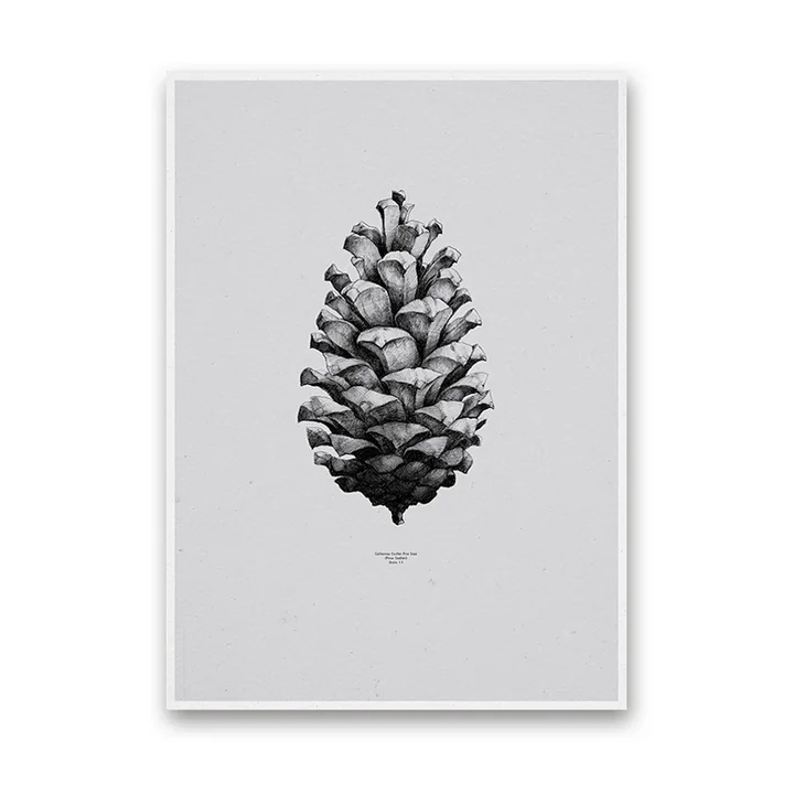 Paper Collective - Nature 1:1 Pine Cone (grey)