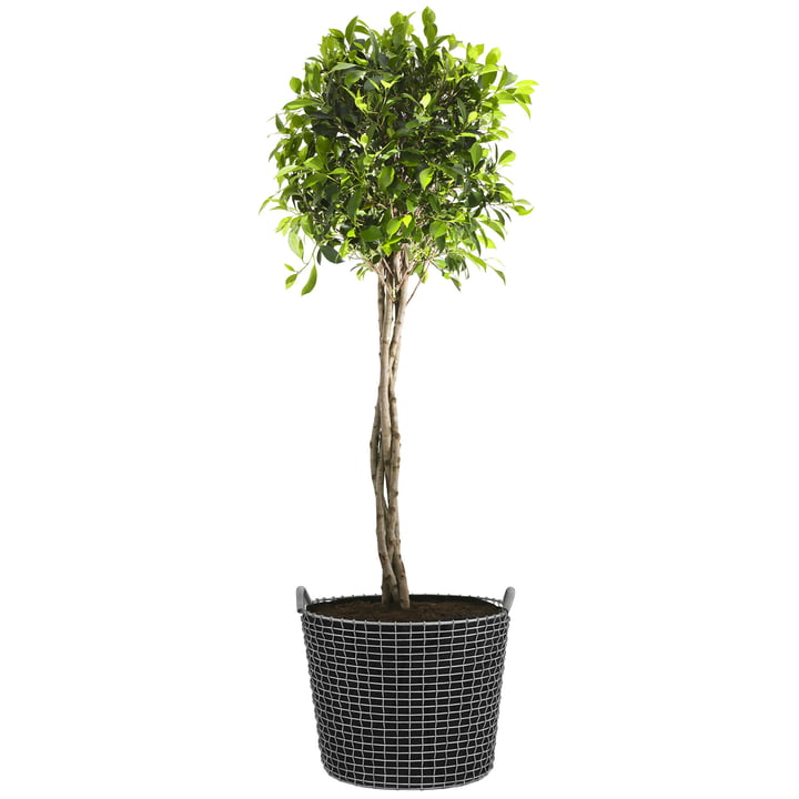 Classic 50 Wire Basket by Korbo with Plant Bag