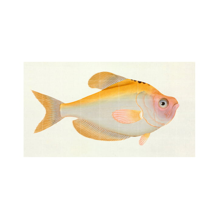 Yellow Fish (Bloch) 180 x 100 cm by IXXI