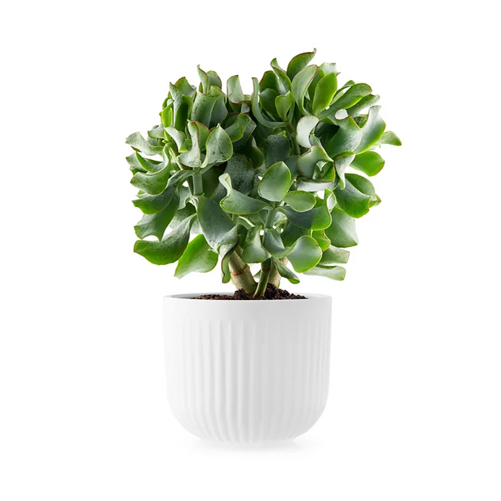 Legio Nova planter Ø 15,5 cm from Eva Trio in white