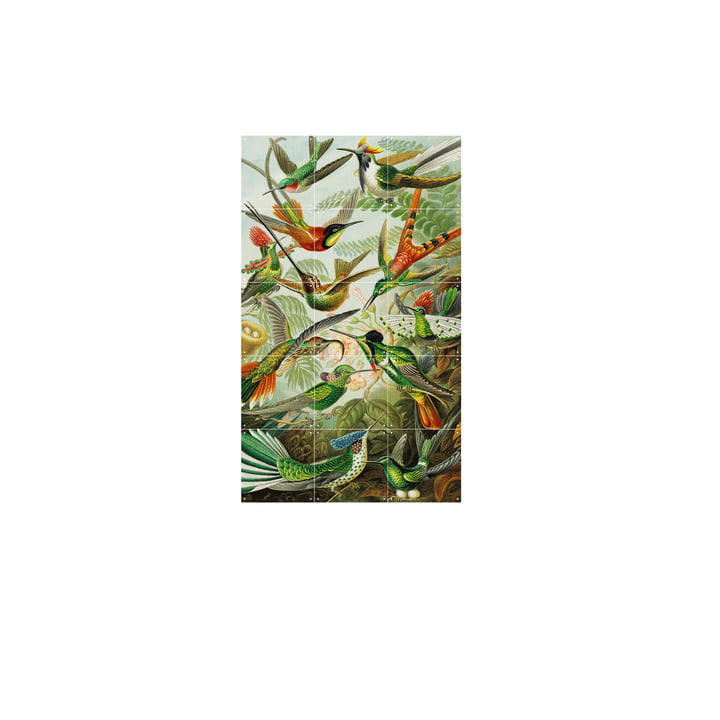 Hummingbirds (Haeckel) 60 x 100 cm from IXXI