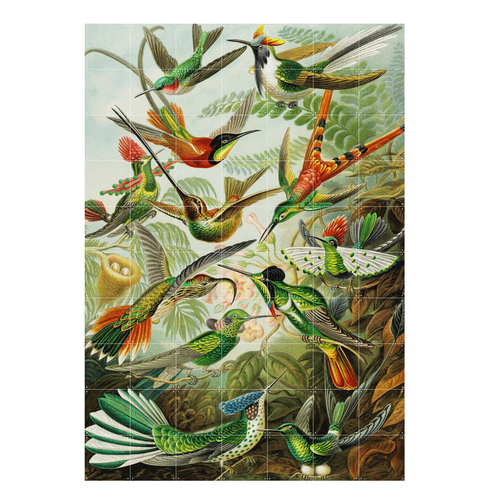kip Reserveren Aarde Ixxi - Hummingbirds (haeckel) | Connox