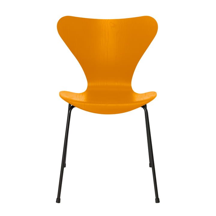 Series 7 chair from Fritz Hansen in ash burnt yellow coloured / black frame