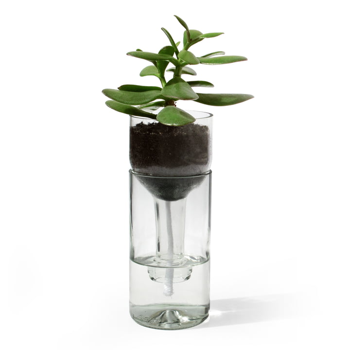 The Self Watering Bottle flower pot from side by side in clear glass