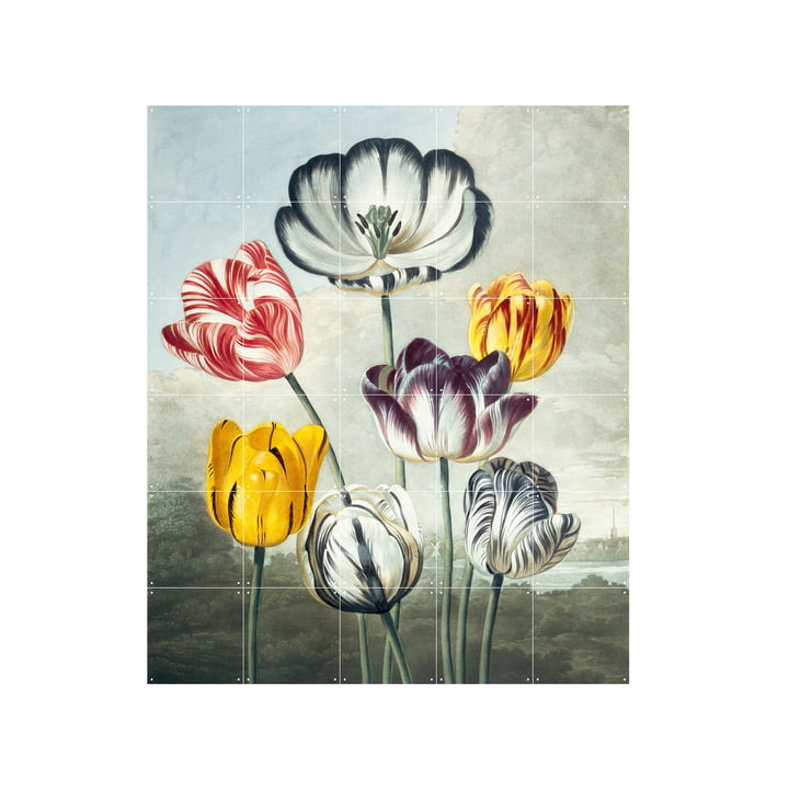 Tulips mural 100 x 120 cm from IXXI
