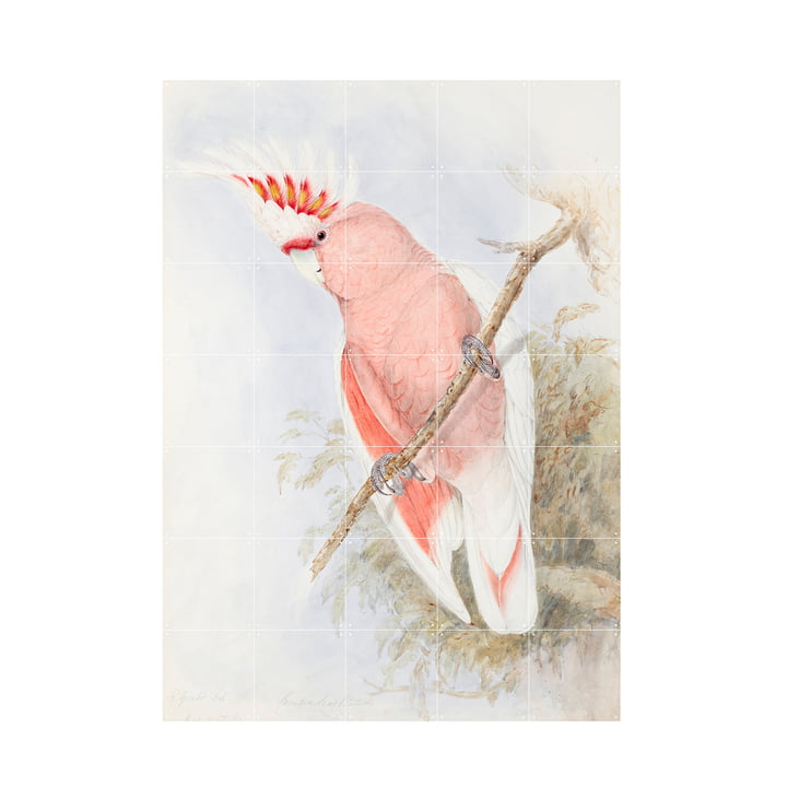 Pink Kakadu Mural from IXXI in size 100 x 140 cm