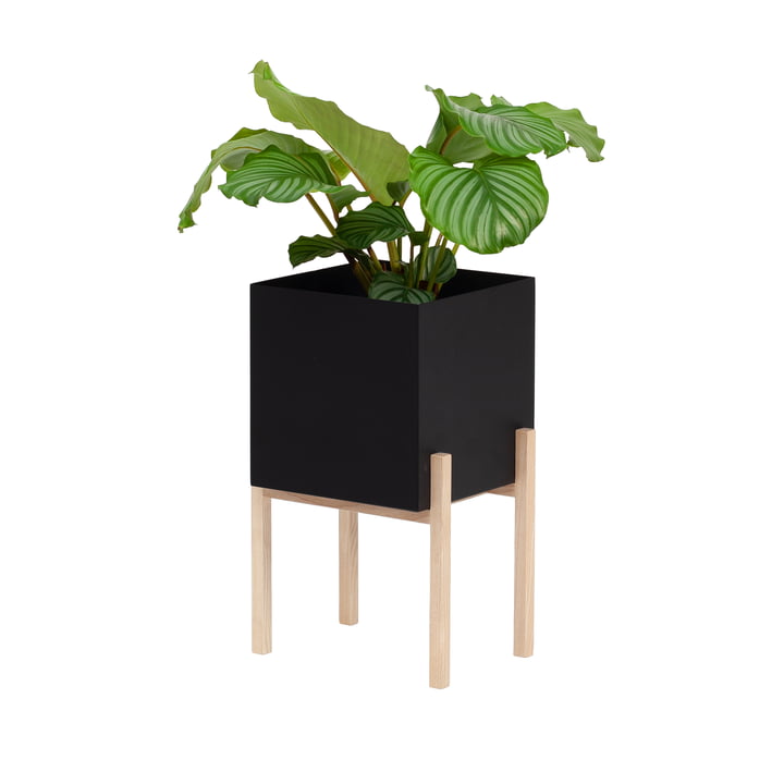 The Botanic Pedestal Pot from Design House Stockholm , black / nature