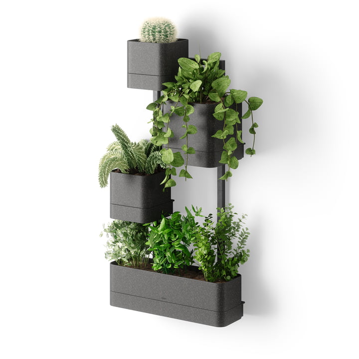 Cubiko Wall plant box, black from Umbra