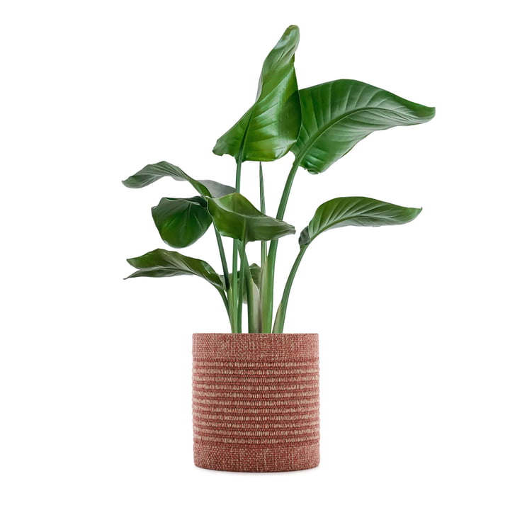 Kleo Flower pot cover from Kartell