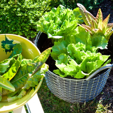 Wire Basket with Plant Bag for the Garden