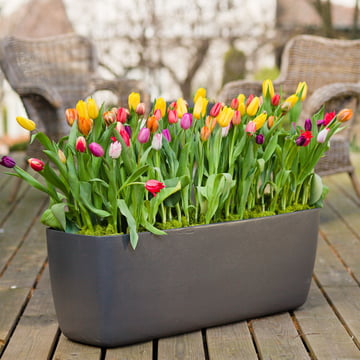The elongated Osaka plant pot from Eternit with tulips