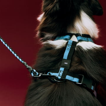 HAY - Dogs Dog harness, M, blue / black