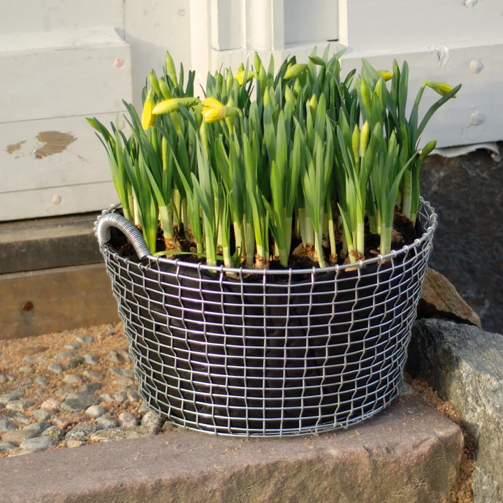 Korbo - Classic 35 Stainless Steel