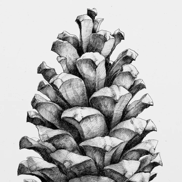 Paper Collective - Nature 1:1 Pine Cone (white)