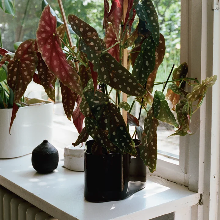 Riihitie planter by Artek in dark brown