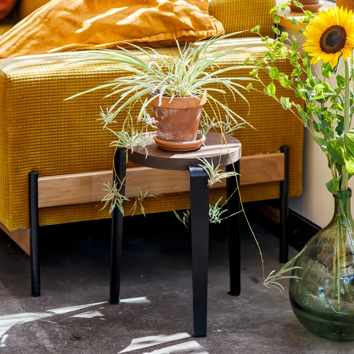 LOU Stool from TipToe as a high shelf for plants with long leaves