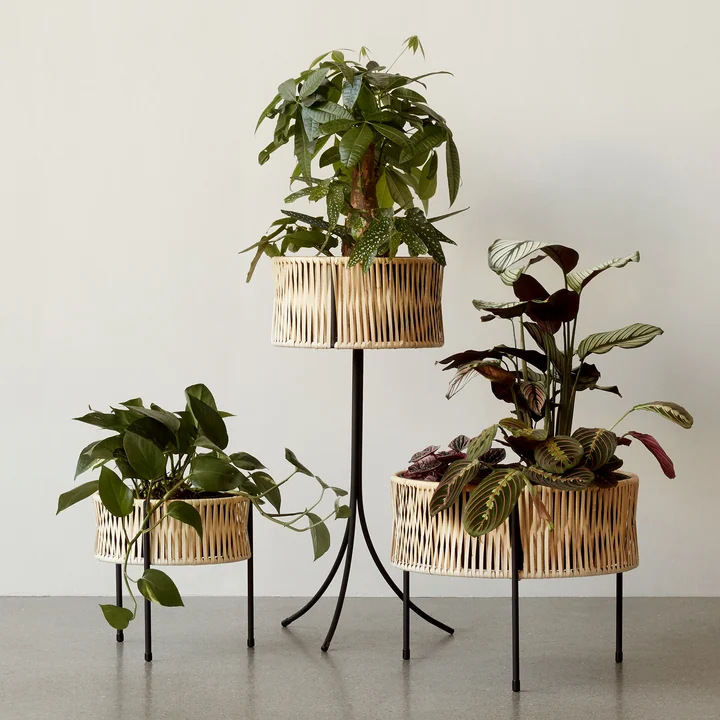 The Umanoff plant pots, rattan / black from Audo in their different versions