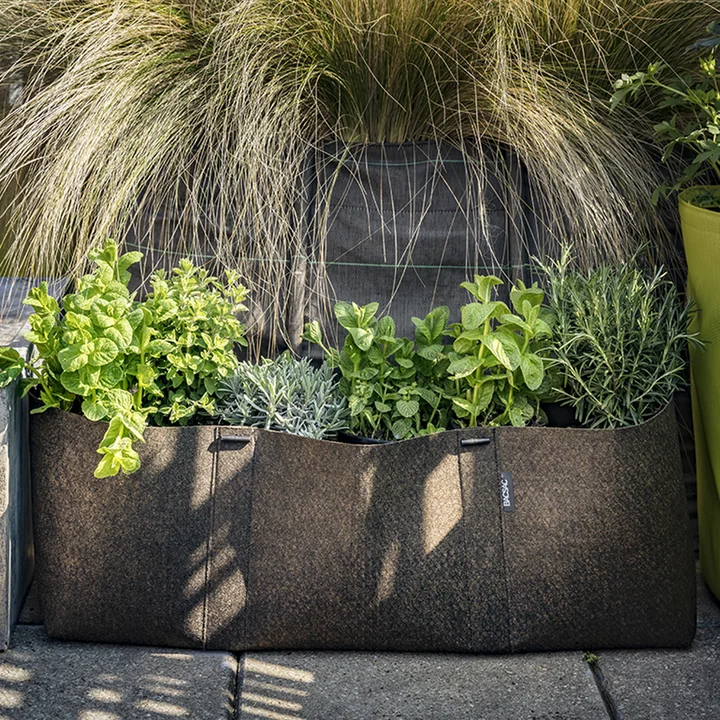 Stylish planting on the terrace with Bacsac