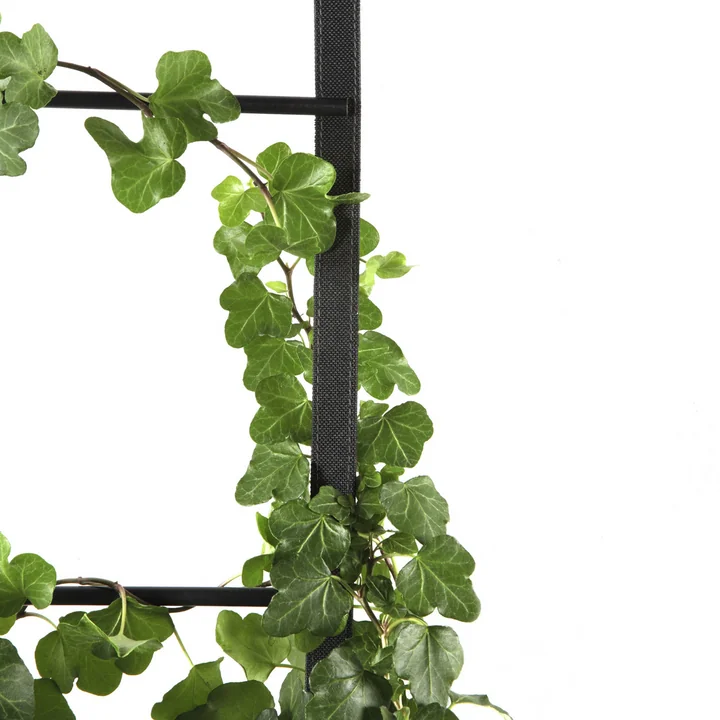 The plants from the Urban Garden plant bag shimmy along the ropes