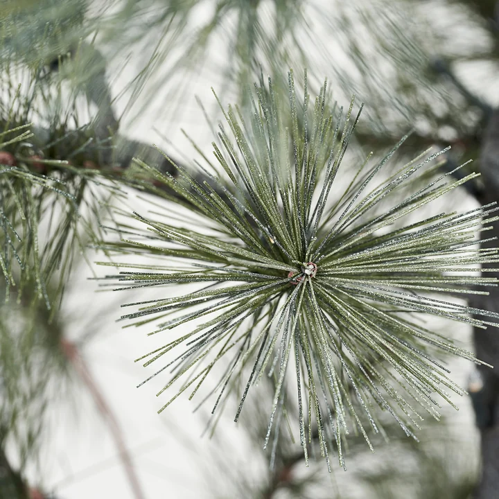 Peuce Christmas tree from House Doctor