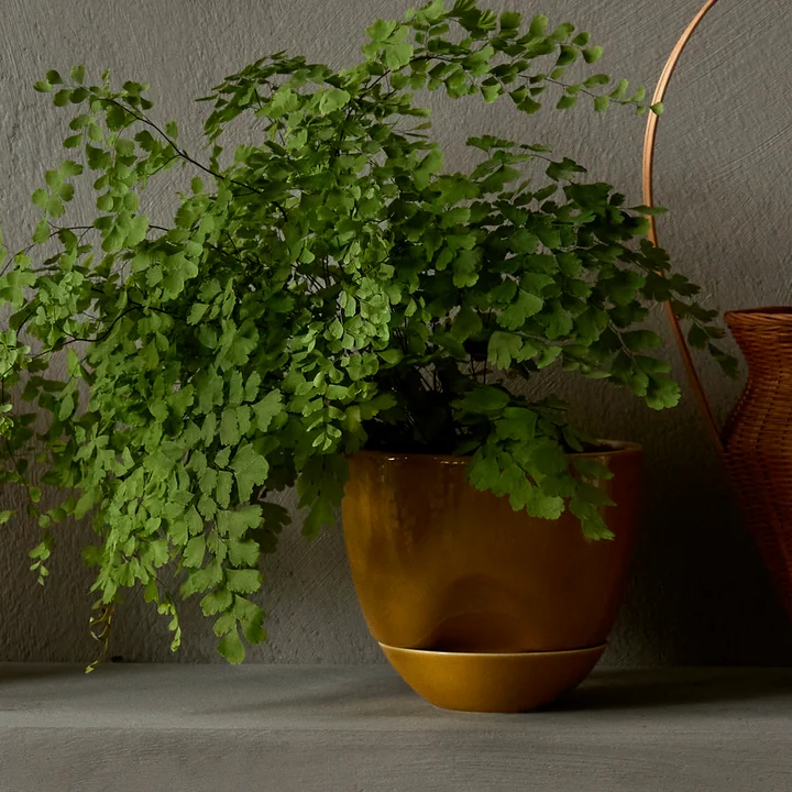 Hydrous Plant pot, Ø 12 cm, ocher from Audo