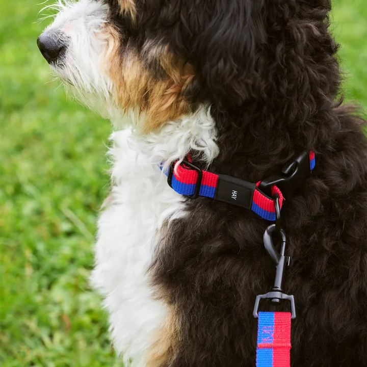 Dogs Dog collar, M/L red / blue from HAY