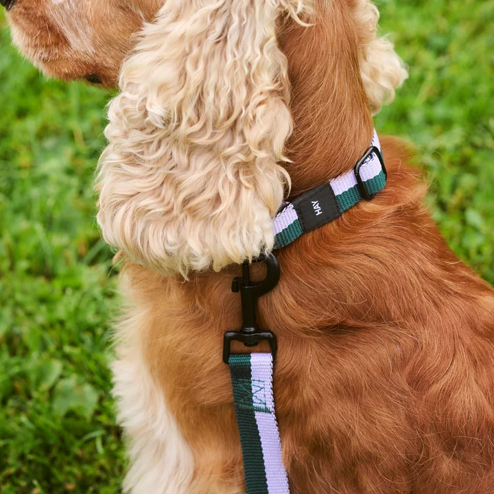 Dogs Dog collar, M/L lavender / green from HAY