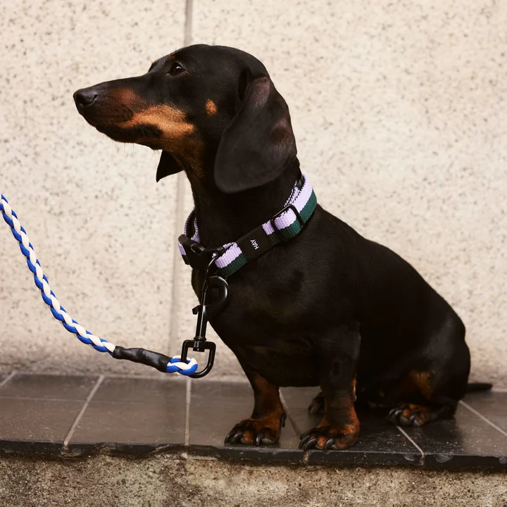 Dogs Dog collar, S/M lavender / green by HAY