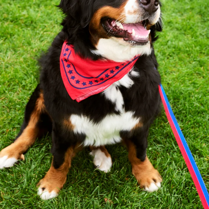 Dogs Dog towel 55 x 55 cm, red from HAY