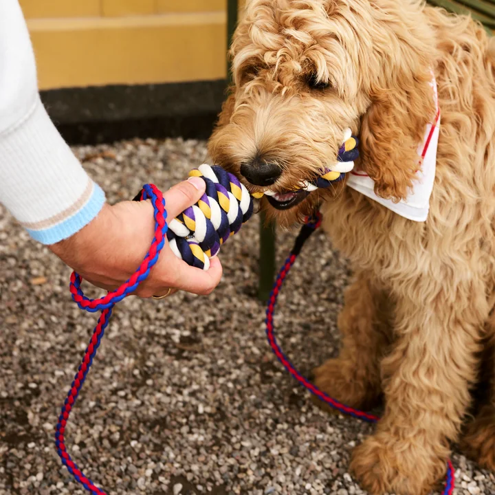 HAY - Dogs Dog lead, braided, red / blue
