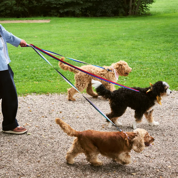 HAY - Dogs Dog leashes