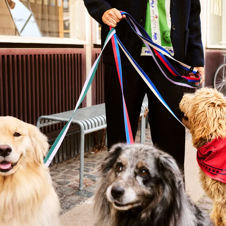 HAY - Dogs Dog leashes