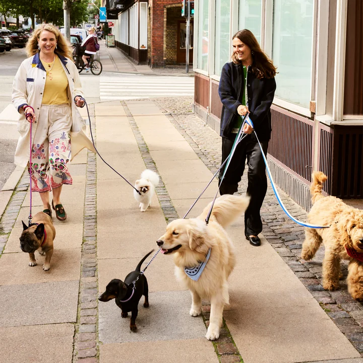 HAY - Dogs Dog leashes
