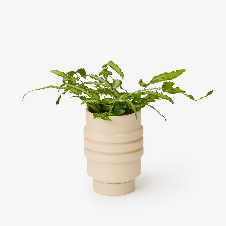 Strata Flower pot from Areaware