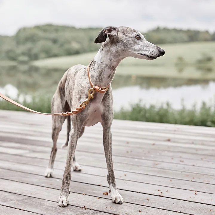 OYOY ZOO - Robin dog leash