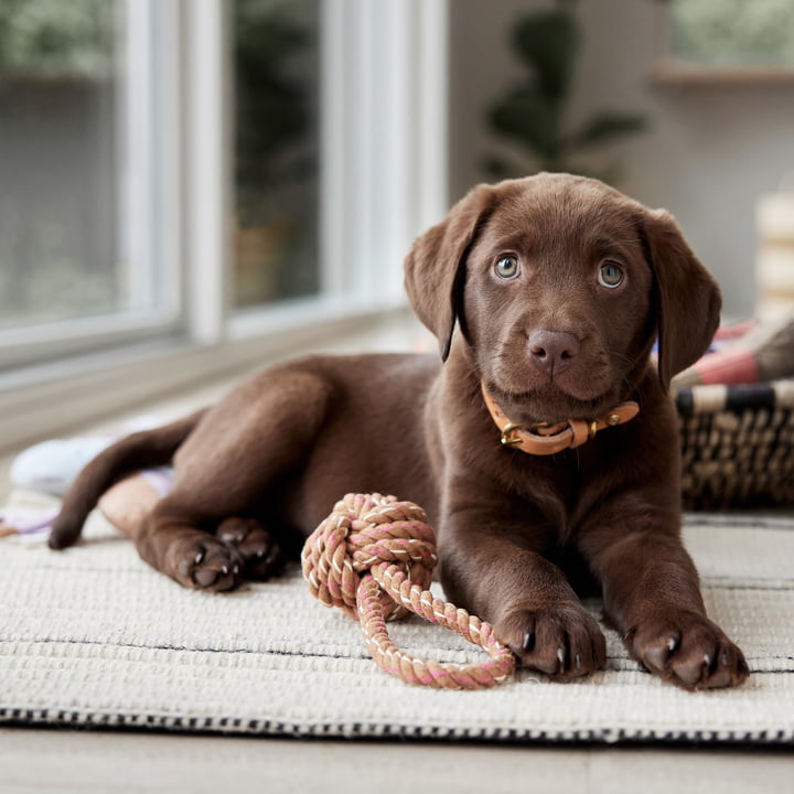 OYOY ZOO - Otto Dog rope toy