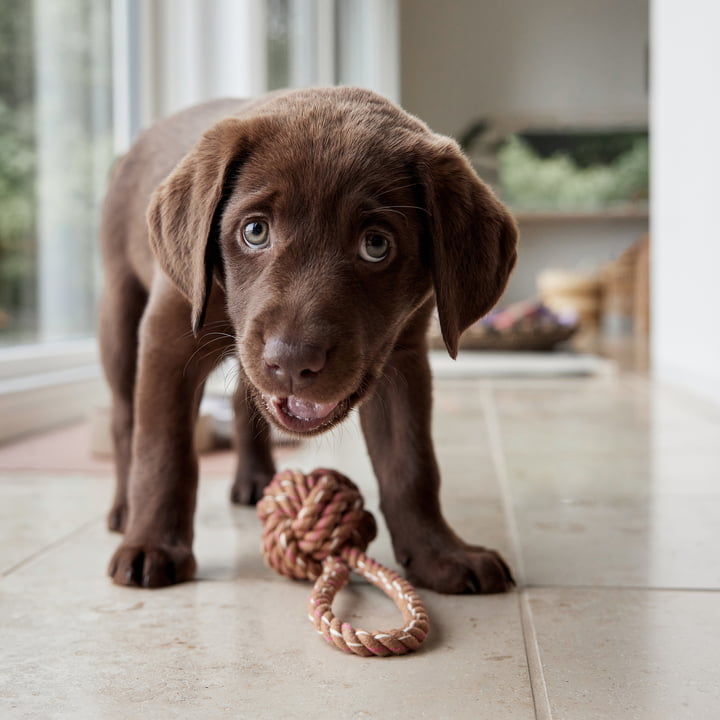 OYOY ZOO - Otto Dog rope toy