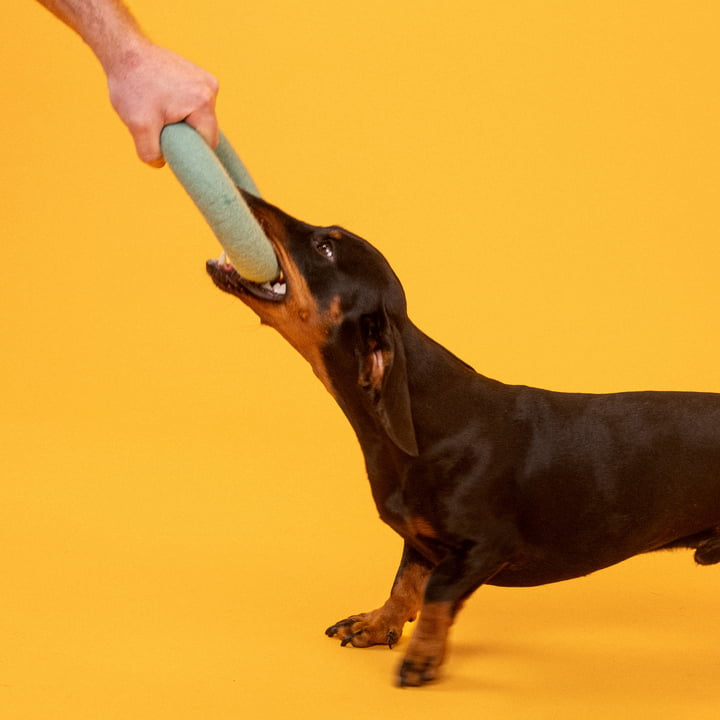 Fine Dog toy, ring, turquoise from myfelt