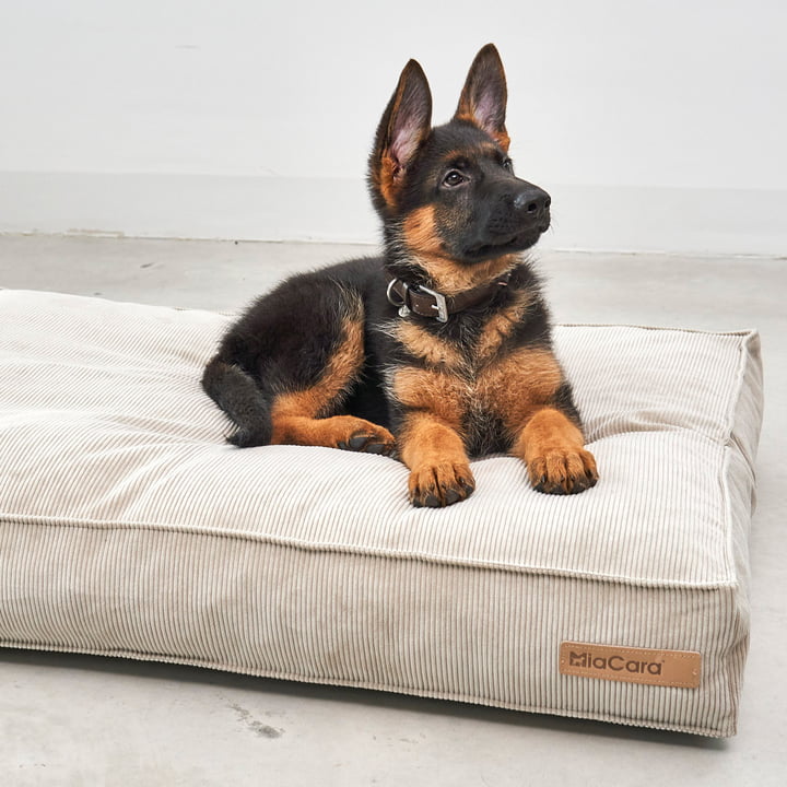 Cordo Dog cushion from MiaCara