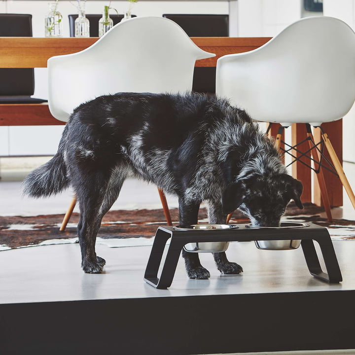 Desco Dog bowl stand with stainless steel bowls from MiaCara