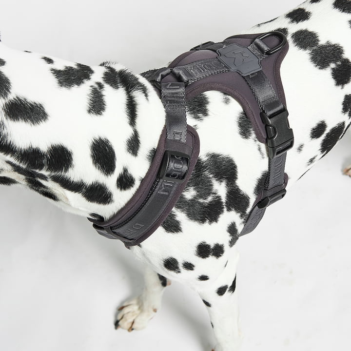 MiaCara - Modena Harness M, asphalt