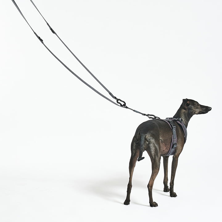 MiaCara - Modena Harness and lead, asphalt